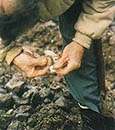 Measure the clams you dig, keep only those that are legal, and abide by all local regulations when harvesting shellfish.